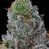 Banana Meltshake Seeds (12) - Image 2