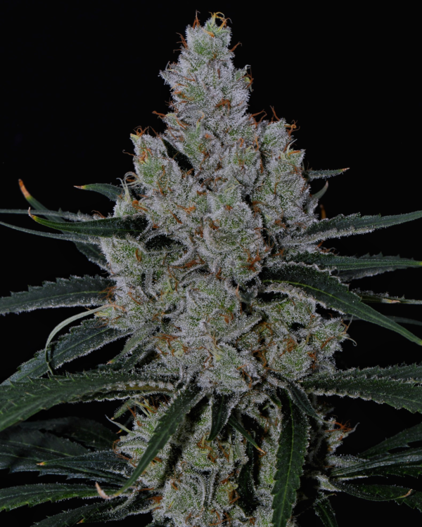 Banana Meltshake Seeds (12) - Image 6