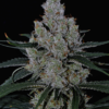 Banana Meltshake Seeds (12)