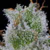 Banana Meltshake Seeds (12) - Image 5