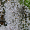 Banana Meltshake Seeds (12) - Image 3
