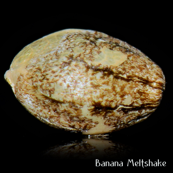 Banana Meltshake Seeds (12) - Image 4