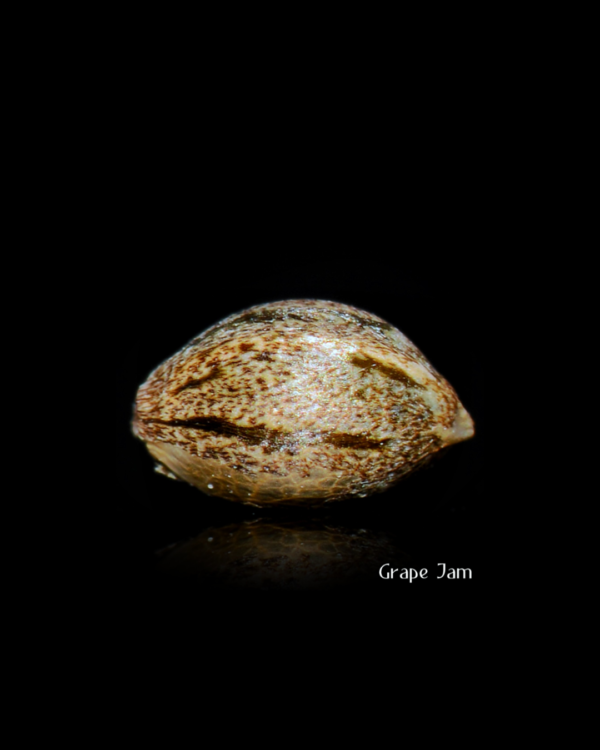 Grape Jam Seeds (12) - Image 2