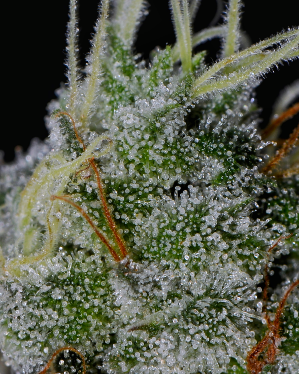 Grape Jam Seeds (12) - Image 3