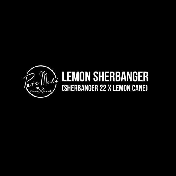 Lemon Sherbanger